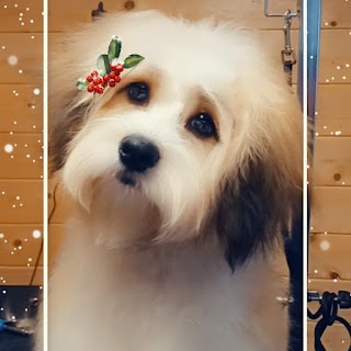 Shadelle’s Professional Dog Grooming Salon