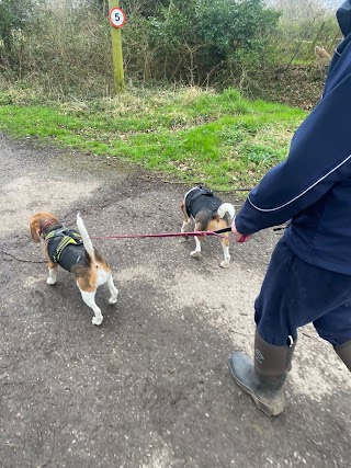 Pawsome Dog Walkers