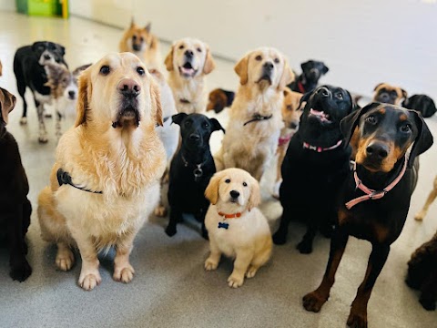 The Dawg House Daycare & Boarding