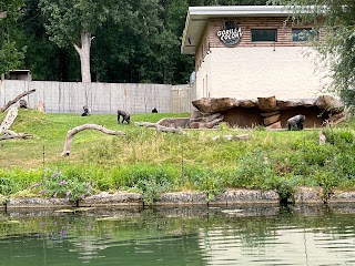 Gorilla Enclosure