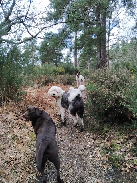 Pack Pals Dog Walking