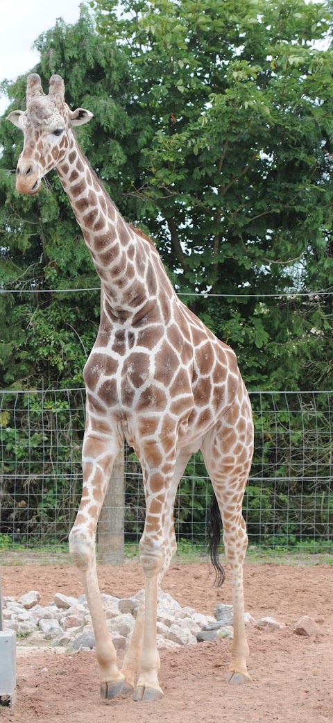 Giraffe House - Twycross Zoo