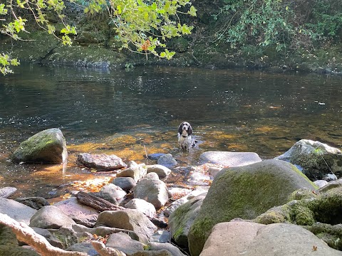 One to One Dog Walking