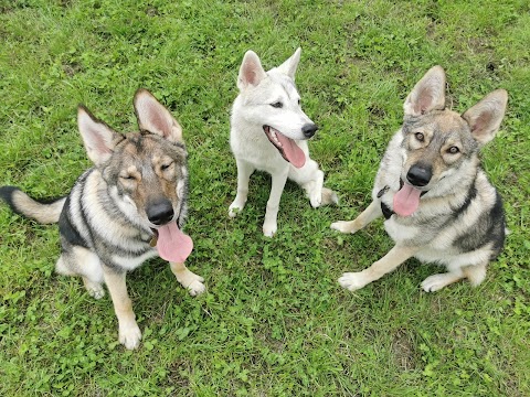 Pawsome Paddock Dog Park