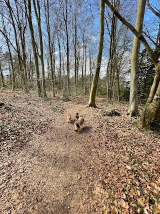 Creech Wood