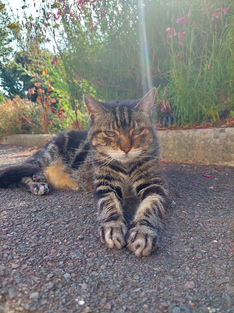 Dibbles Cat Sitting