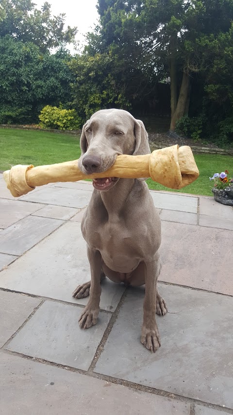 Happy Hounds