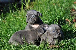 Kennel Cane Corso