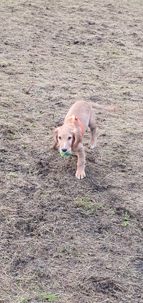 Rivelin Valley Dog Park