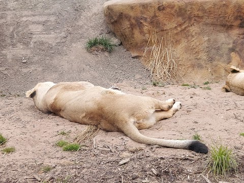 Chester Zoo Car Park 1