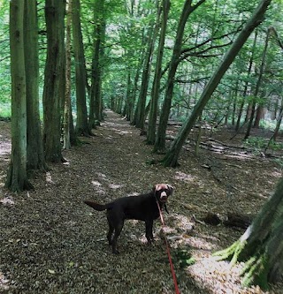 The Conifers Canine Hotel