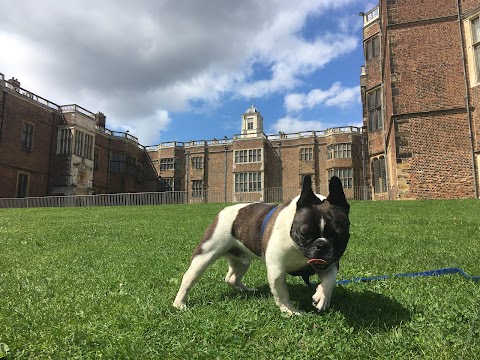 Happy Paws Leeds Dog Walks