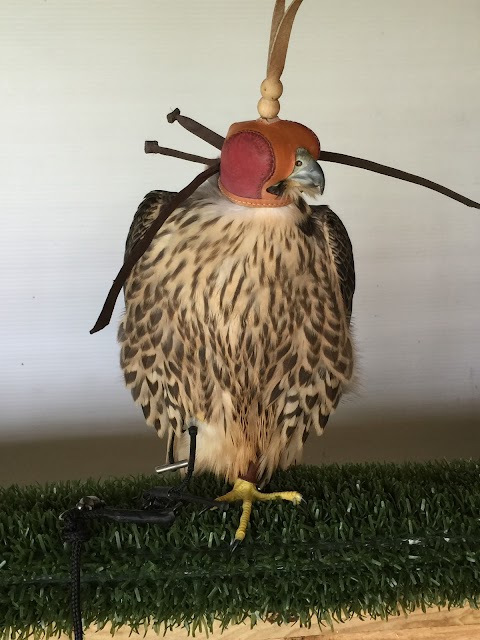 Dublin Falconry