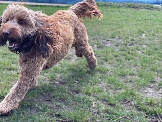 North London Dog Walker Pampered Pooches