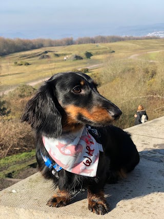 Pooch Bandana