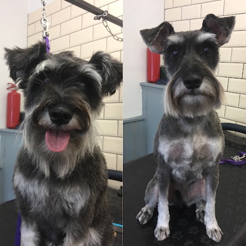 Muttzcutz dog grooming