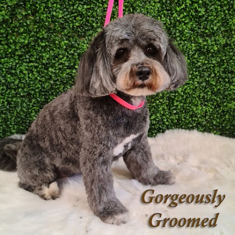 Gorgeously Groomed Dog Groomers