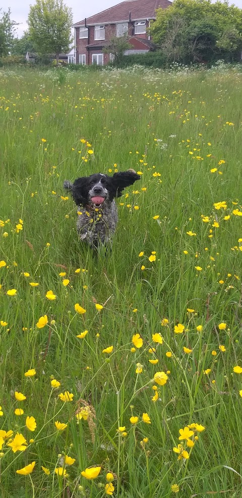 Pupster and Pooch Dog Walking