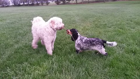 Oof Woof Walkies - Walking and pet services - Bristol