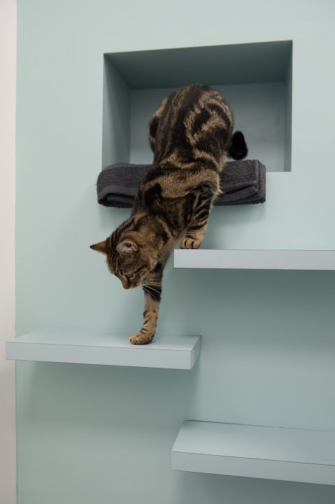 The London Cat Clinic