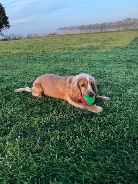 Laurel House Dog Walking Field