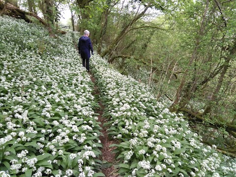 Notter Mill Country Park