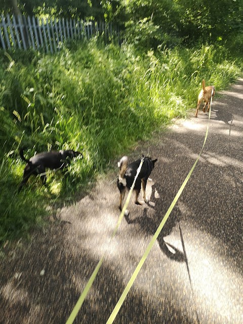 Little Large Giant Dog Walking & Training