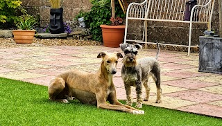 Dapper Dogs - Maesteg