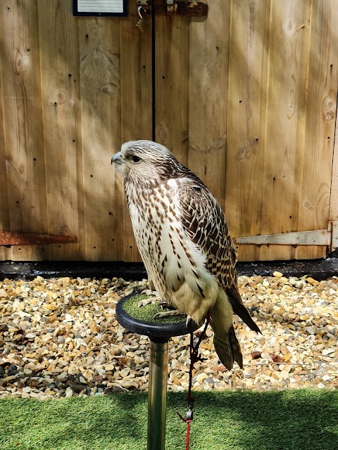 Loch Lomond Bird of Prey Centre