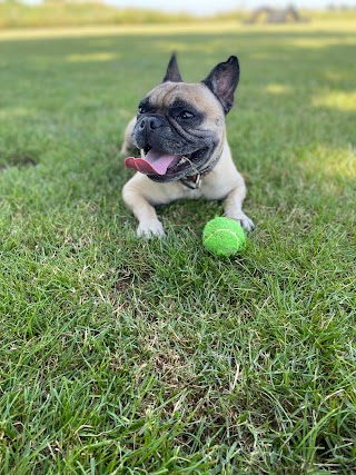 The Brampton Dog Walker