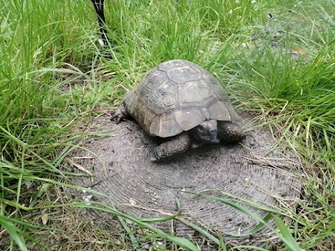 McMarshy's Small Pet Boarding