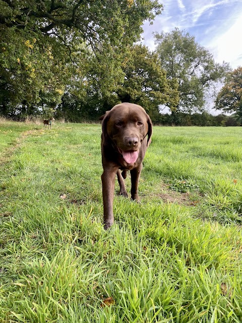 Ash Vale Dog Walking