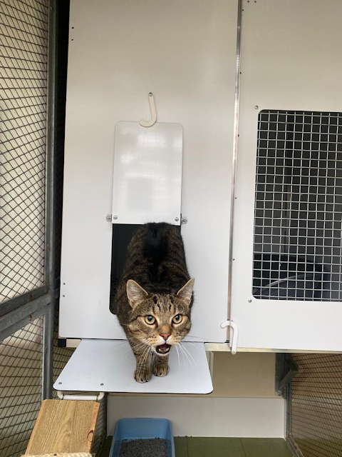 3 C's Boarding Cattery