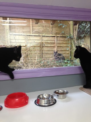 The Boutique Cattery