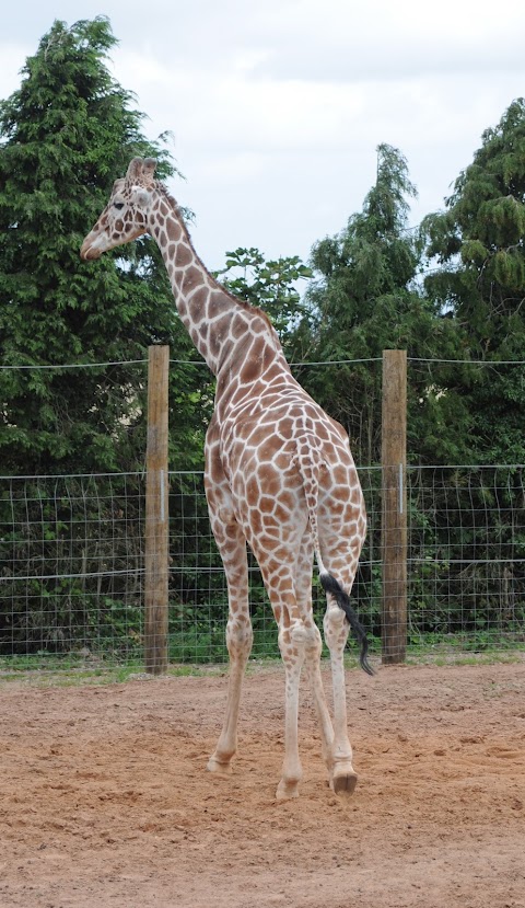 Giraffe House - Twycross Zoo