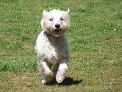 Wynhol Kennels and Cattery