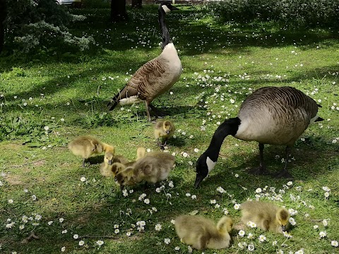 Roath Park Wild Gardens