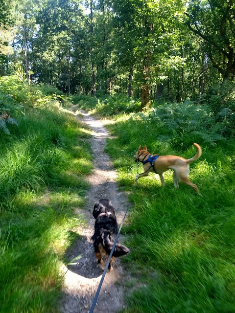 Pamber Forest Nature Reserve