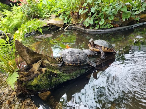 Seaforde Gardens & Tropical Butterfly House