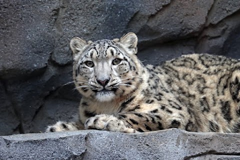 Northumberland Zoo