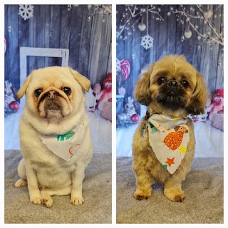 Woof to Wonderful, Dog Groomer