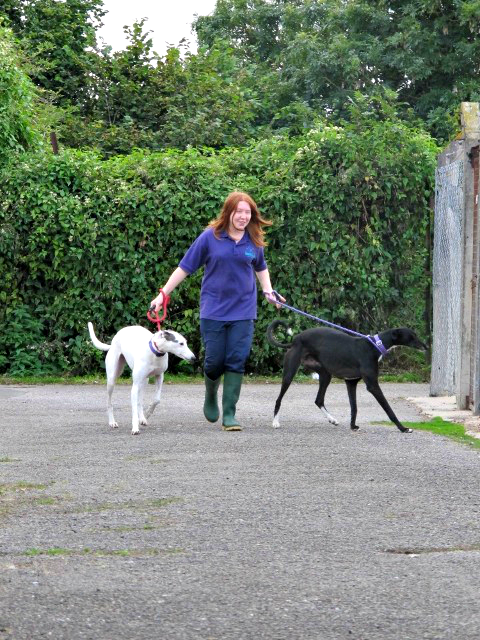 Corton Kennels & Cattery