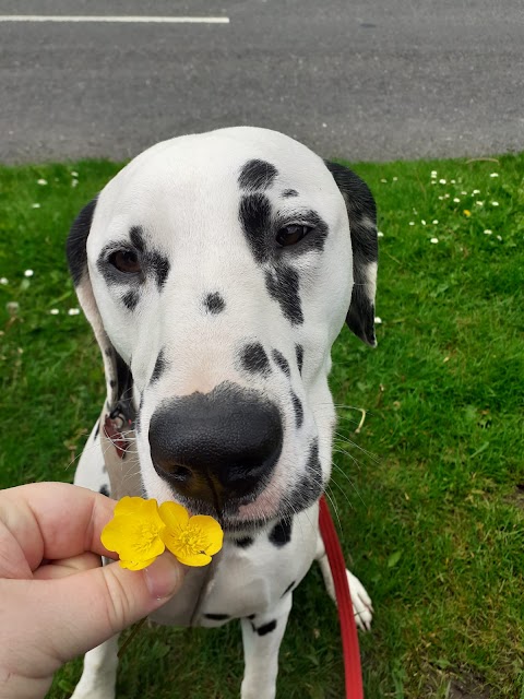 Pupster and Pooch Dog Walking