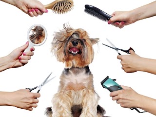 Macfursons Dog Grooming