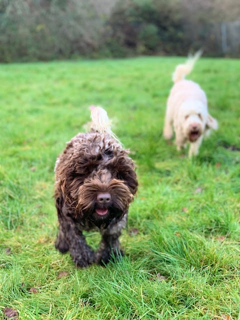 Chilworth Kennels and Cattery