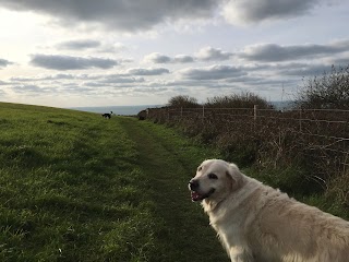 Active dog walking Brighton