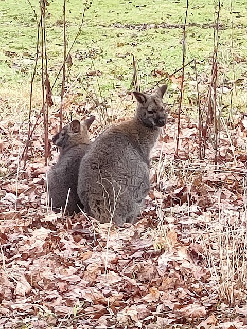 Fairfield Animal Centre