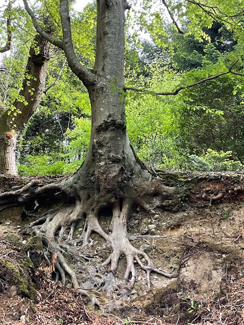 Mourne Park, Woodland Trust