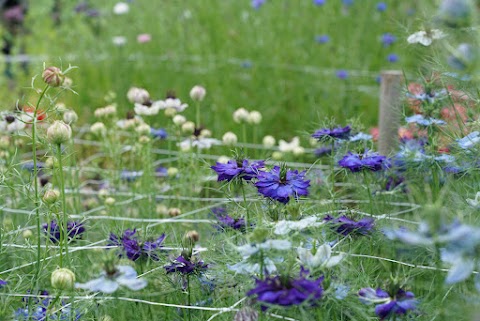 Moorfield Farm Flowers