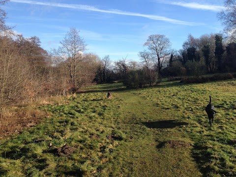 Al's Dog Walker in Solihull